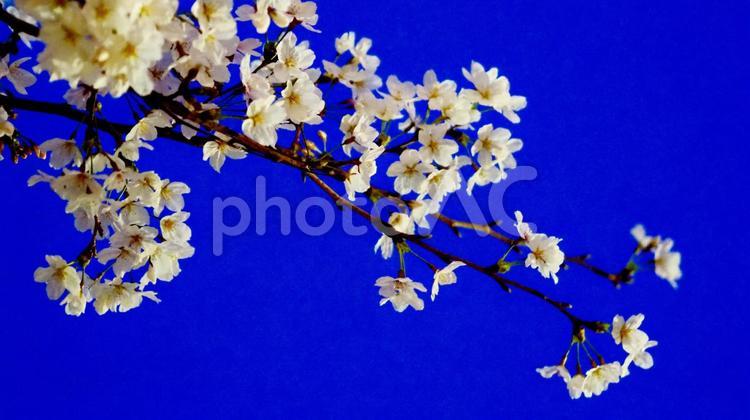 二日酔い不可避！夜桜見ながら飲みますか！ 桜,夜桜,さくらの写真素材