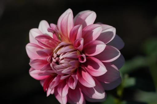 ダリア（恋金魚）の写真