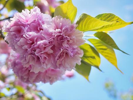 たくさん花の集まった薄いピンクの八重桜 たくさん花の集まった薄いピンクの八重桜の写真