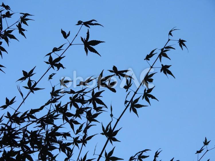 秋の風景 葉っぱ,青空,秋空の写真素材