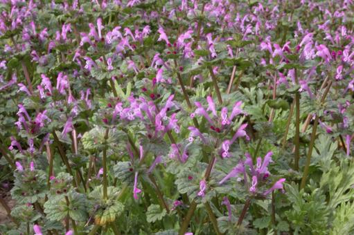 Photo, weed, blooming landscape, annular, 