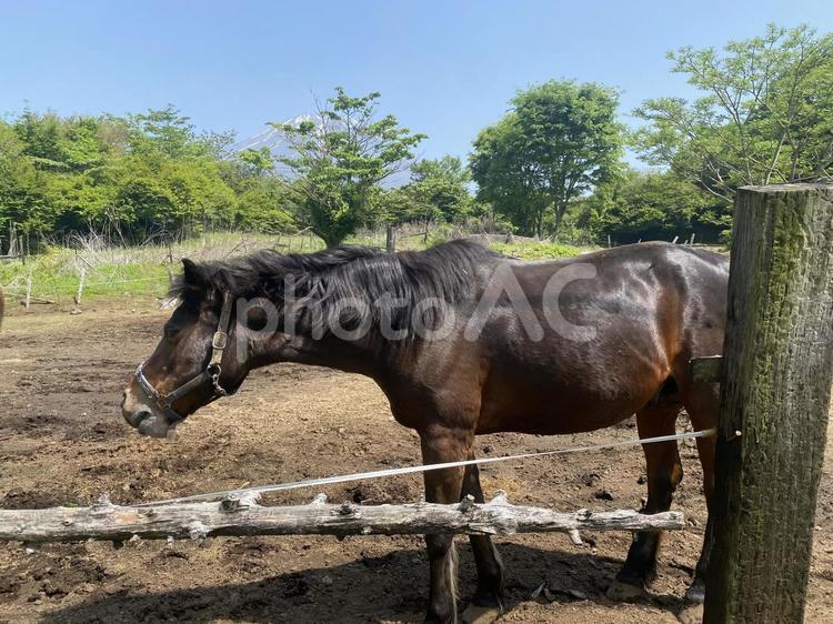 富士山と茶色い馬 馬,ホース,horseの写真素材