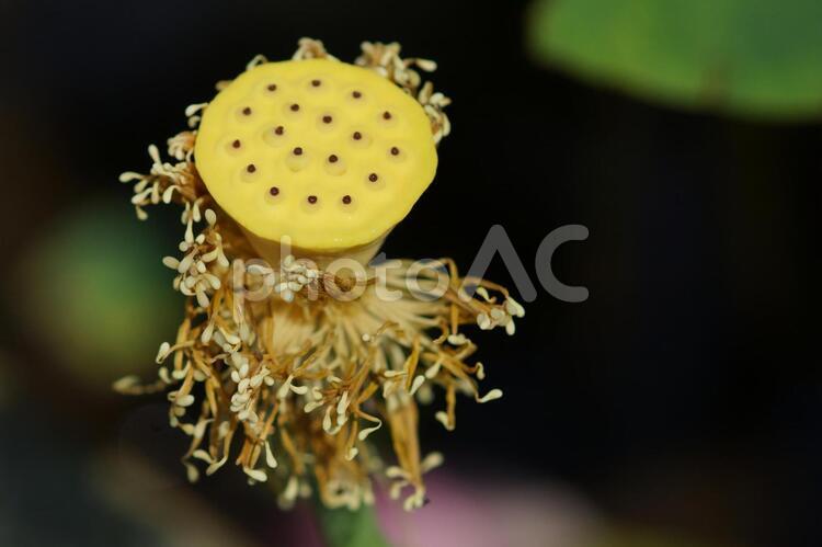 ハスの花の花托と落ちていく雄しべ 蓮の花,花托,黄色の写真素材