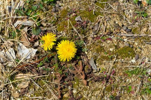 春の訪れを感じる地面に咲く蒲公英 蒲公英,花,黄色の写真素材