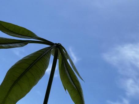 青空に映えるパキラの葉 青空に映えるパキラの葉 パキラ,観葉植物,植物の写真素材