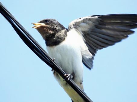 餌をねだるツバメの幼鳥 餌をねだるツバメの幼鳥の写真