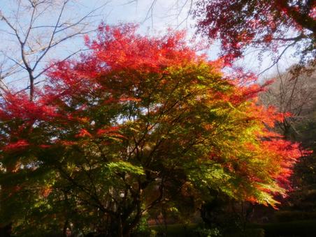 背景に合うイロハモミジの写真