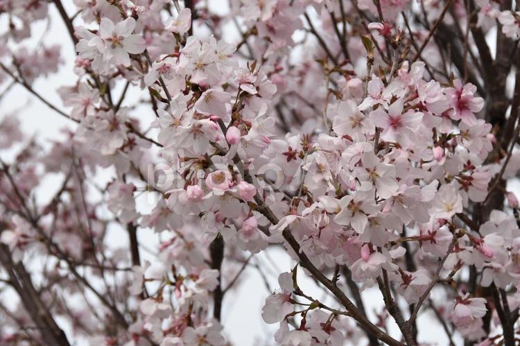 桜（小彼岸桜・コヒガンザクラ） 桜,小彼岸桜,花見の写真素材
