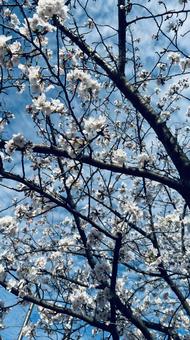 桜 桜の写真