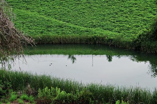 ガマの生える溜池 ガマの生える溜池 溜池,池,川合裏川緑地の写真素材