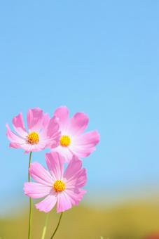 コスモス44 コスモス,秋桜,秋イメージの写真素材