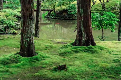 [緑]森　苔の写真