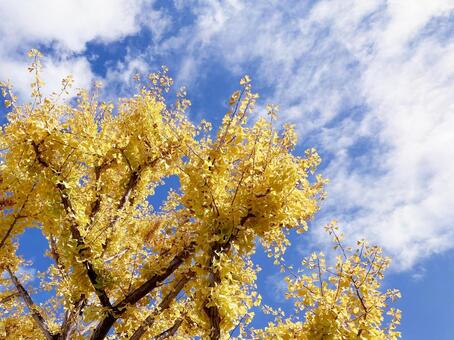 イチョウ イチョウ,銀杏,黄色の写真素材
