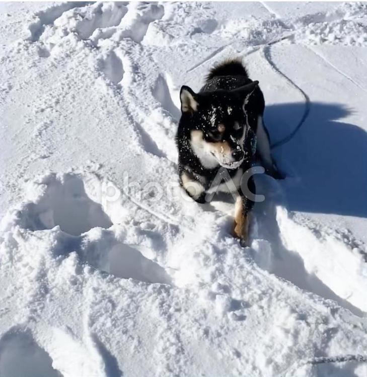 雪まみれになる黒柴犬の銀 柴犬,雪,雪遊びの写真素材
