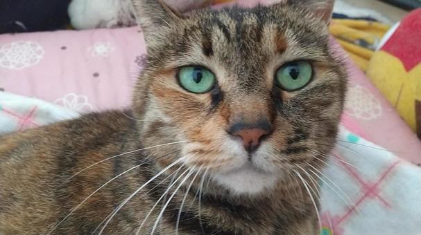 キジトラのスミちゃん 猫,キジトラ,可愛いの写真素材