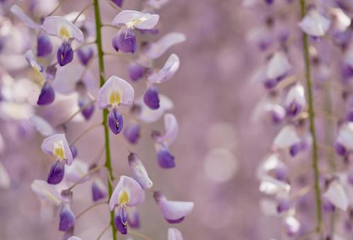 Vividly blooming wisteria flowers, JPG Vividly blooming wisteria flowers, JPG