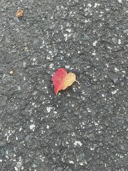 アスファルトに落ちた赤い落ち葉 秋,落ち葉,もみじの写真素材