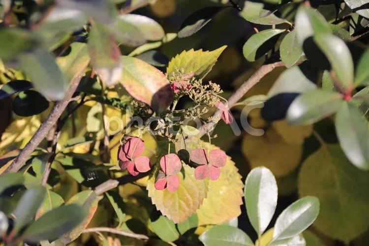 ガクアジサイ 額紫陽花,ガクアジサイ,町並みの写真素材