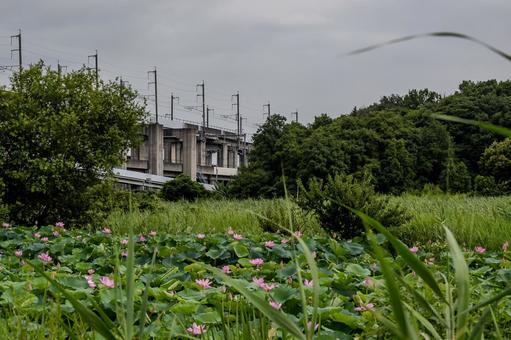 原市沼の古代蓮 原市沼の古代蓮 蓮,ハス,花の写真素材