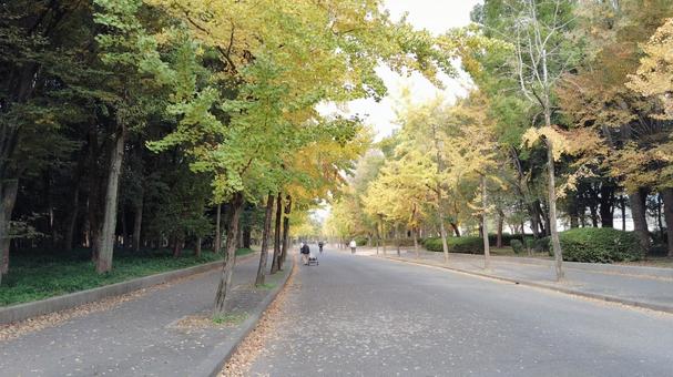 大阪城公園の道 道,公園,自然の写真素材
