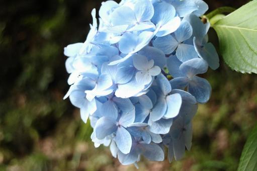 紫陽花 紫陽花の写真