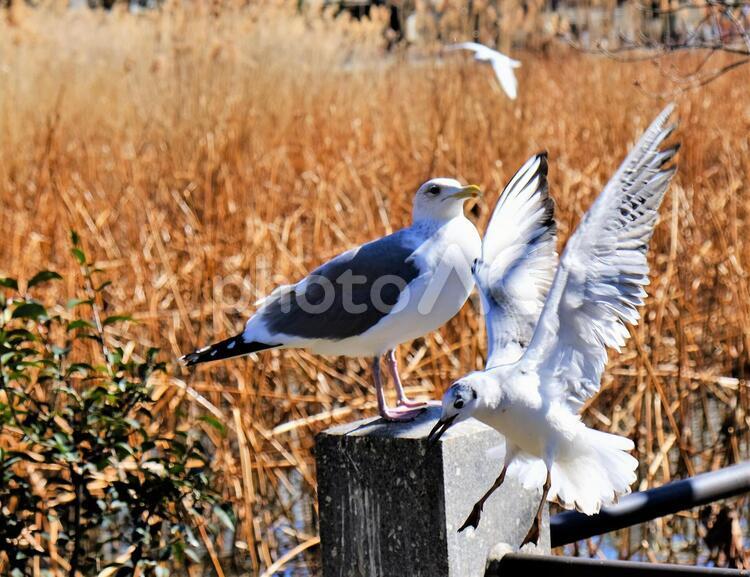 不忍池のカモメ１ 不忍池,カモメ,上野の写真素材