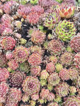 多肉植物 多肉植物,寄せ植え,植物の写真素材