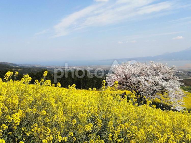 桜の木と菜の花 ピンク,桜,黄色の写真素材