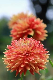 Photo, dahlia, flower, asteraceae plant, 