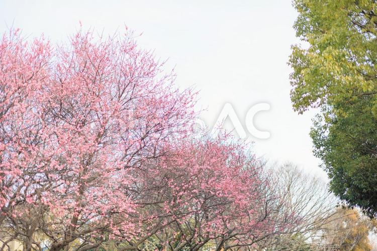 梅の花と風景 花,梅,植物の写真素材