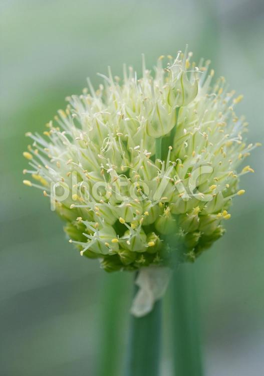 ねぎ坊主　背景素材 ネギ坊主,ネギ花,ネギの花芽の写真素材