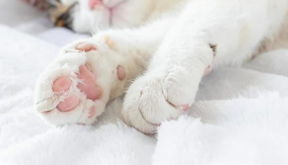 可愛い猫の手のアップ 可愛い猫の手のアップの写真