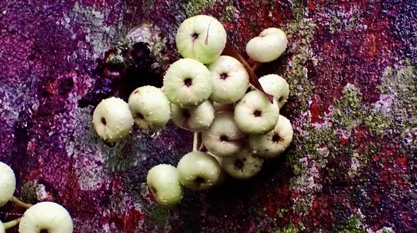 The fruit of the Giran Inubiwa tree on Iriomote Island, Okinawa Prefecture, JPG