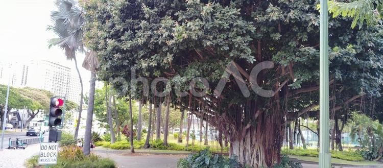 ハワイの公園にある大きなガジュマル ハワイ,ワイキキ,ホノルルの写真素材