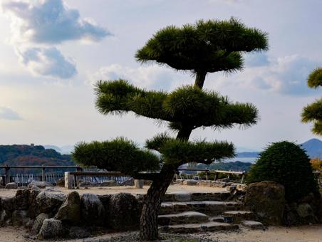 松 黒松,ゴヨウマツ,針葉樹の写真素材