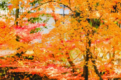 Autumn leaves | Hofukuji Temple, JPG Autumn leaves | Hofukuji Temple, JPG
