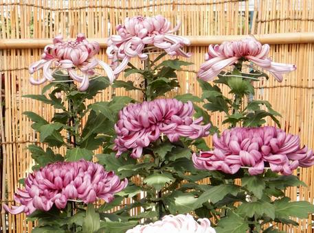 【風景写真】福山菊花展覧会の風景 キク,菊,菊花展の写真素材