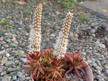 ツメレンゲ 秋,可愛い,小花の写真素材