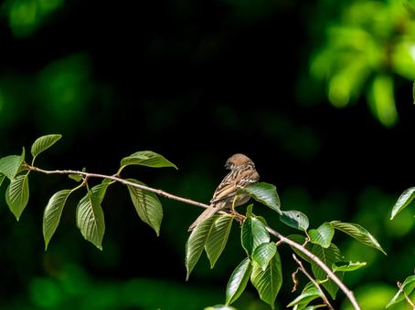 枝にとまるスズメ 枝にとまるスズメ スズメ,雀,鳥の写真素材