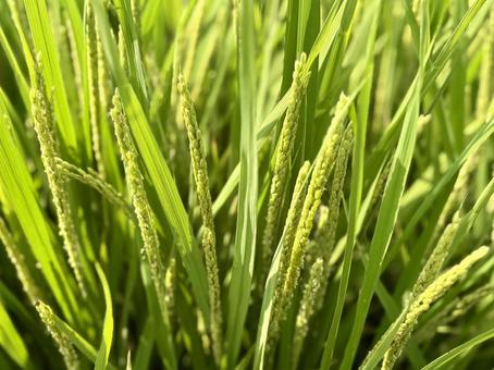 実る稲穂 横アップ 実る稲穂 横アップ 稲穂,米,植物の写真素材