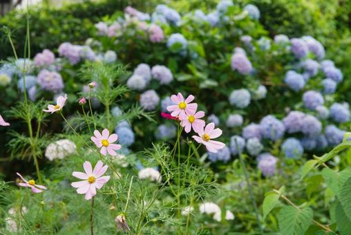 般若寺のコスモスと紫陽花 般若寺のコスモスと紫陽花の写真
