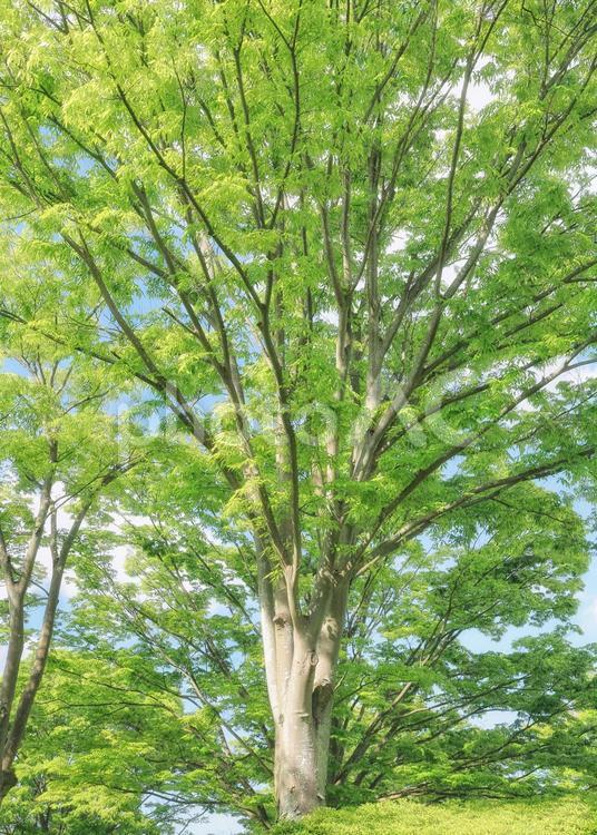 新緑の大樹 新緑,緑,緑色の写真素材
