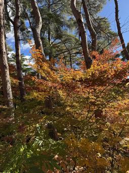 晩秋の小坂田の紅葉（長野県塩尻市） 塩尻市,長野県,信州の写真素材