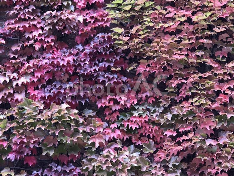 レンガ壁に絡まる紅葉の蔦 蔦,紅葉,カラフルの写真素材