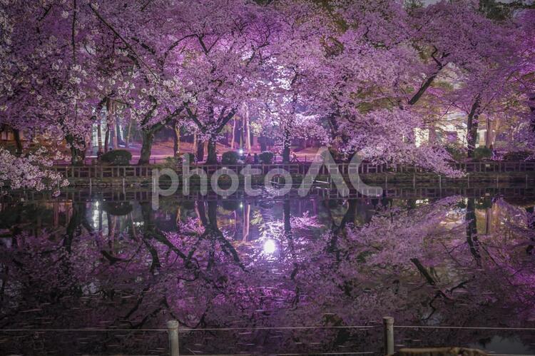 井の頭公園の夜桜６ さくら,サクラ,ソメイヨシノの写真素材