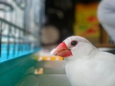 Photo, sentenced bird, buffalo, bird, 