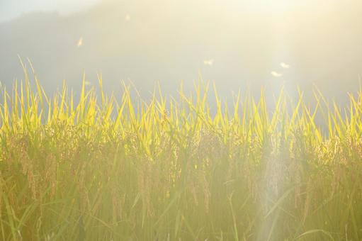 逆光を受けて実りの写真