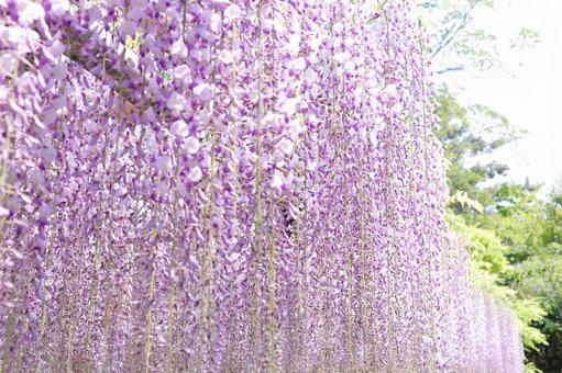 満開の藤の花 満開の藤の花の写真