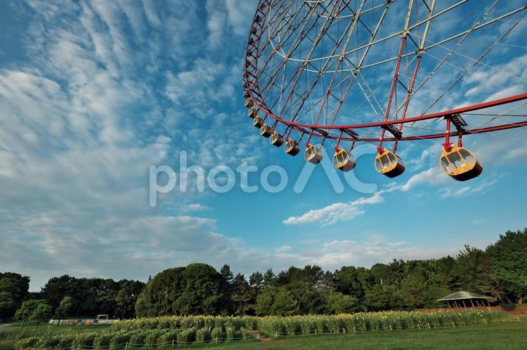 葛西臨海公園　観覧車のゴンドラとひまわり 西臨海公園,東京都江戸川区,ダイヤと花の大観覧車の写真素材