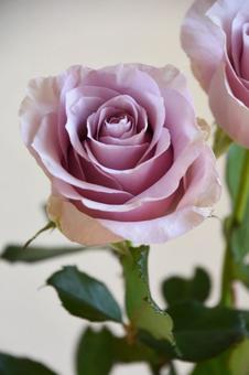 Purple Rose, JPG Purple Rose, JPG